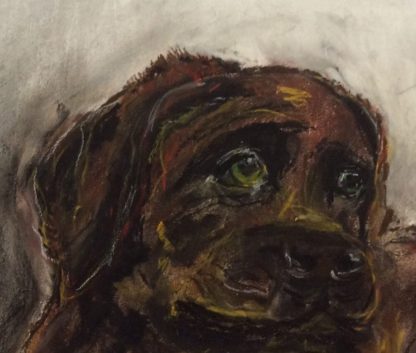 Hund med titlen Ukendt hund er malet med pastelkridt på papir
